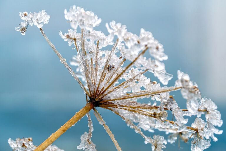 winter flower