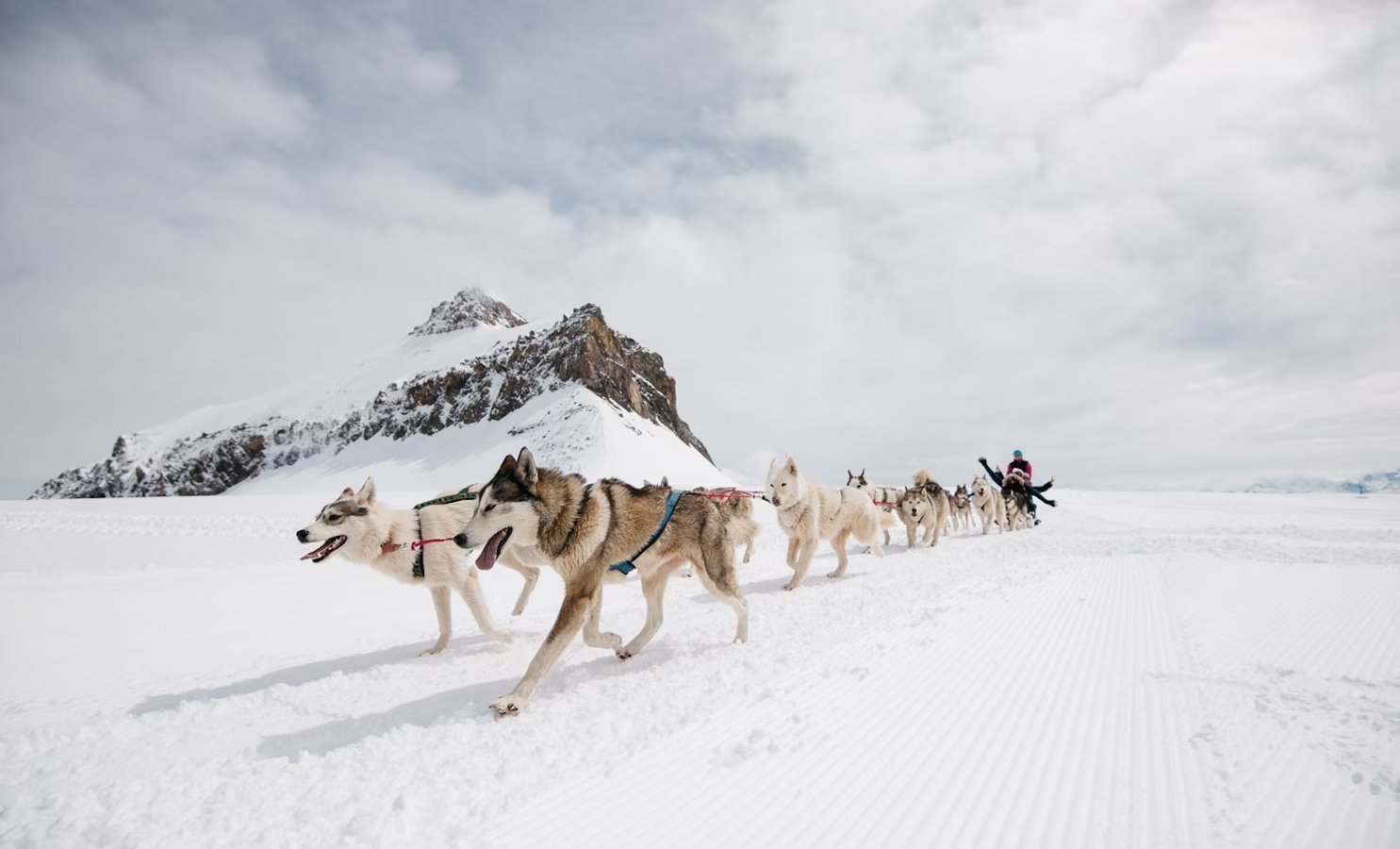 Dog sled ride Glacier 3000