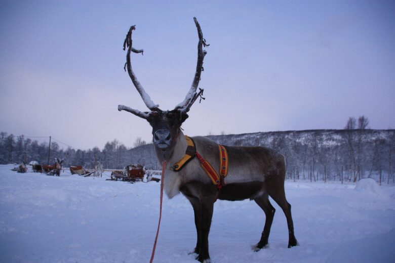 Reinders in Lapland