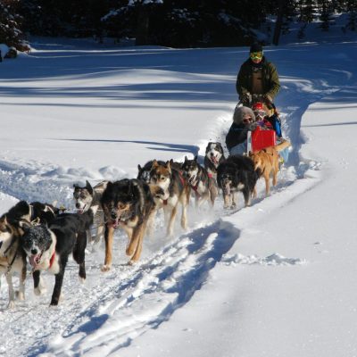 dog sledding snow